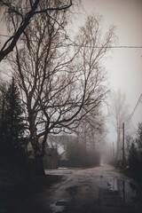 Puddled street in cloudy weather.NEF