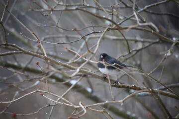 Obraz premium Bird in bush with snow: Black-eyed Junco