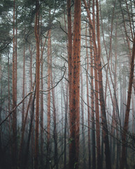 foggy forest