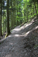 Waldweg Richtung Karlsruher Grat bei Ottenhöfen im Schwarzwald