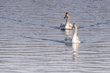 Young swans with brown feathers are playing in open water 