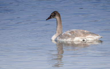 Young swans with brown feathers are playing in open water 