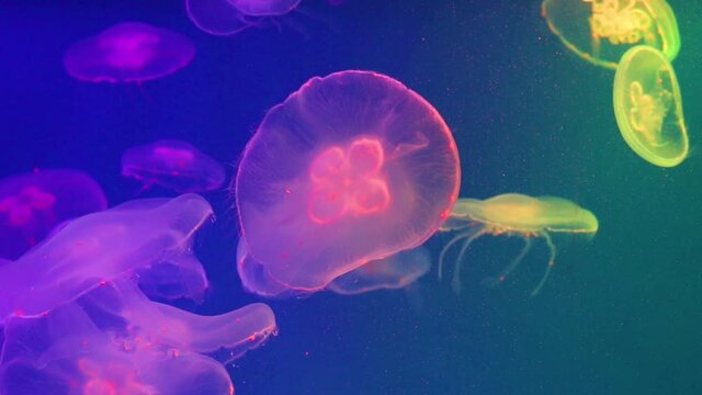 Bright colorful jellyfish float smoothly slowly water, illuminated with colors.