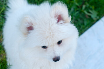 Pomsky puppy, refined with a good temperament outdoors on a sunny day