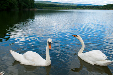 white swans group on the lake swim well under the bright sun