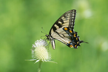 Butterfly 2020-21 / Tiger Swallowtail (Papilio glaucus)