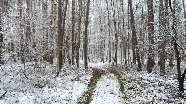 A walk in the forest covered with snow