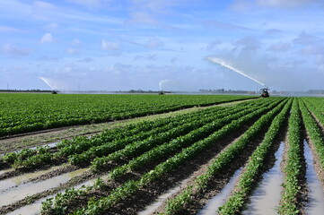 Planted green rows of vegetables in fields near Homestead, Florida on sunny winter morning with...