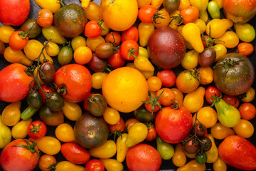 ripe multicolored tomatoes top view