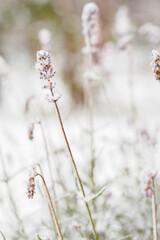 Snowy lavender flowers on a stem.