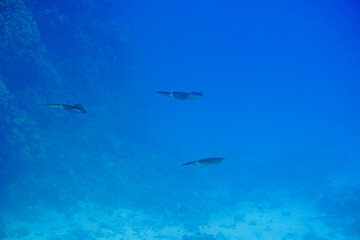Fototapeta na wymiar Beautiful squids Swimming In The Caribbean Sea. Blue Water. Relaxed, Curacao, Aruba, Bonaire, Animal, Scuba Diving, Ocean, Under The Sea, Underwater Photography, Snorkeling, Tropical Paradise.