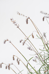 Snowy lavender flowers on a stem.