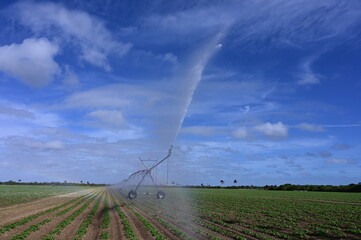 Automated irrigation equipment watering planted fields near Homestead, Florida on sunny winter morning.