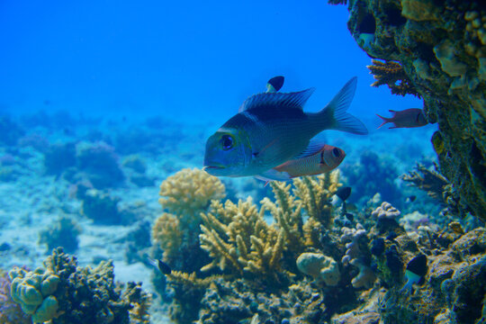Beautiful fish Swimming In The red sea Sea. Blue Water. Relaxed, Curacao, Aruba, Bonaire, Animal, Scuba Diving, Ocean, Under The Sea, Underwater Photography, Snorkeling, Tropical Paradise.