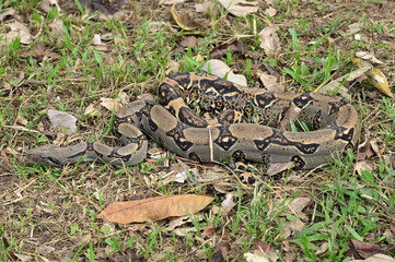 Eine Pythonschlange im Gras und in den Blättern