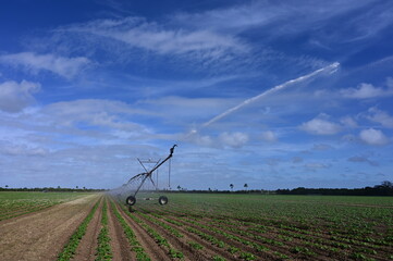 Fototapeta na wymiar Automated irrigation equipment watering planted fields near Homestead, Florida on sunny winter morning.