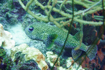 Porcupine fish pufferfish Fugu In The Caribbean Sea. Blue Water. Relaxed, Curacao, Aruba, Bonaire, Animal, Scuba Diving, Ocean, Under The Sea, Underwater Photography, Snorkeling, Tropical Paradise.