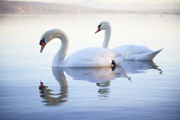Fototapeta premium two swans reflection lake