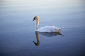 swan reflection lake