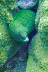 Naklejka na ściany i meble Beautiful Moray Eel In The Caribbean Sea. Blue Water. Relaxed, Curacao, Aruba, Bonaire, Animal, Scuba Diving, Ocean, Under The Sea, Underwater Photography, Snorkeling, Tropical Paradise.