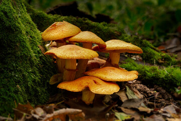Group of spectacular rustgill fungi at the base of a tree
