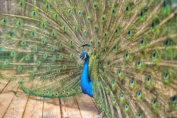 peacock in front of background