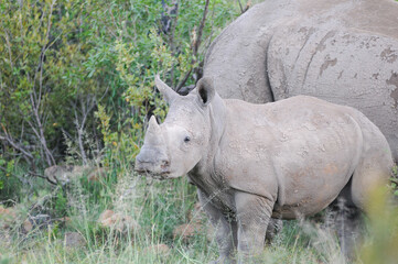 Fototapeta premium rhino calf and mother