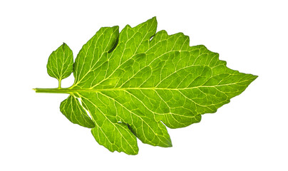 Green leaf close up image