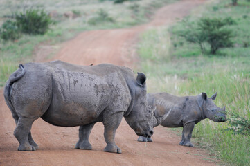 white rhino walking in the grass