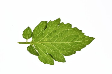 Green leaf close up image