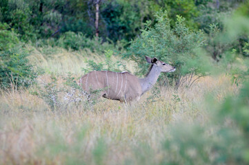 kudu in the bush