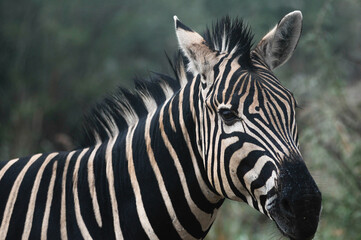 Obraz na płótnie Canvas portrait of zebra