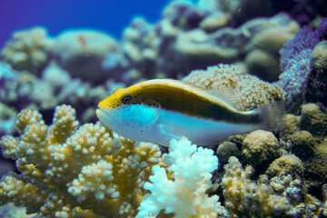 Beautiful fish Turtle Swimming In The Caribbean Sea. Blue Water. Relaxed, Curacao, Aruba, Bonaire, Animal, Scuba Diving, Ocean, Under The Sea, Underwater Photography, Snorkeling, Tropical Paradise.