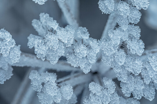 Beautiful icy wildflowers close-up in winter