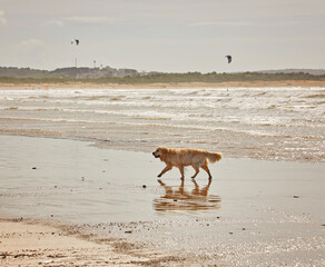 Beautiful brown dog playing on the beach, german short haired pointer,