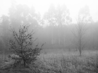 Obraz na płótnie Canvas fog in the winter forest 