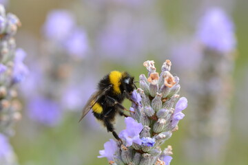 Small bee on a lavender plant