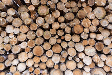 piled tree trunks as a background