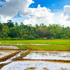 Fototapeta na wymiar Green field of rice plant with water