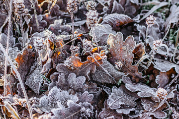 Dry frozen leaves natural background.Cold frosty winter mornings.The first frosts and frozen leaves. Winter macro picture.Quiet clear weather. Hoarfrost on withered leaves.Leaf covered by ice