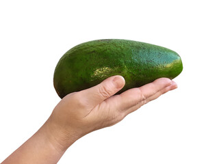 Human hands hold the single ripe big avocado. Single green color fruit in the woman hands. Isolated on white