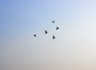 Beautiful flying Pigeon swarm under the clear blue sky before the evening