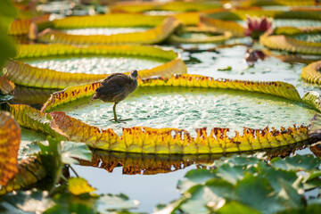 Young common moorhen walking on a large leave of a Victoria water lily