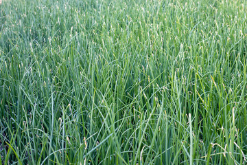 Beautiful growing green onion field