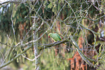 ring-necked parakeet sitting on a tree, Psittacula krameri
