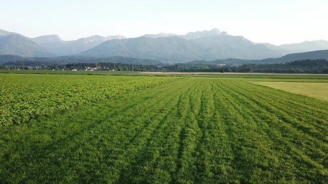 A drone capture of an Alpine landscape in Austria. The drone flies above the growing corn field. There are many small villages. High mountain chains in the back. Vast arable area. Fresh corps
