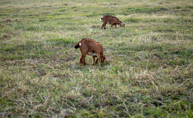 Goats eating green grasses in a field