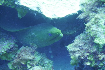 Beautiful Moray Eel In The Caribbean Sea. Blue Water. Relaxed, Curacao, Aruba, Bonaire, Animal, Scuba Diving, Ocean, Under The Sea, Underwater Photography, Snorkeling, Tropical Paradise.