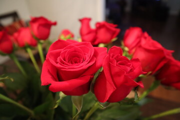 Beautiful Bright Red Roses Closeup