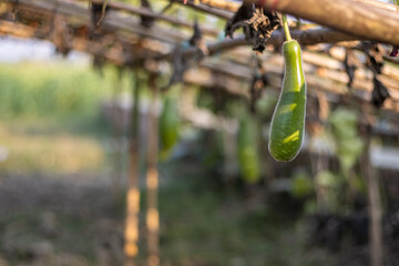 Green bottle gourd close up shot in a bamboo loft